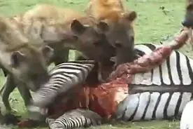 鬣狗开膛活吃斑马，头伸进肚直叼肠子肺部，最后遭一群秃鹫围攻！图片