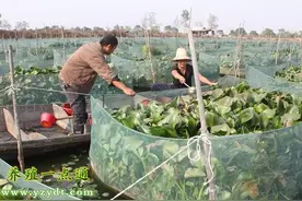 蝇蛆养出生态绿色黄鳝图片