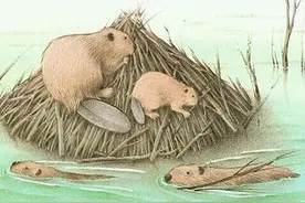 河狸，海狸和海狸鼠图片