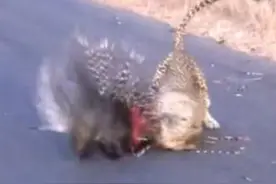 花豹捕杀豪猪，被棘刺多次刺伤，花豹最后使出绝地铲杀，完美逆袭图片