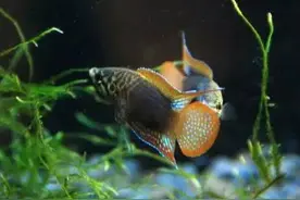 国斗美图大家赏 16.06.06图片