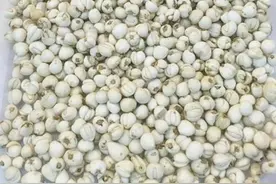 正确认识川贝母，及其功效和用法图片