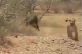 狮子被狒狒猛追，吓得屁滚尿流，不速之客出现，狒狒忽被攻击暴毙图片