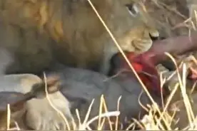 狮群竟然开膛活吃角马，是向鬣狗学习了？真让人不敢相信图片