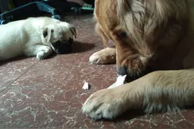 巴哥丑丑看着金毛啃骨头，拣点渣吃，口水都流出来了估计图片