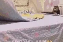 喵星人大战被子精，旋转挪移的胖子果然很喜感图片
