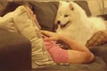 别人怎么训的？这么听话的狗狗简直没天理图片