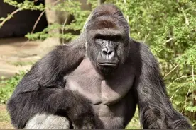 这只大猩猩死得冤不冤图片