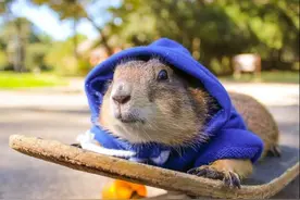 养两只土拨鼠当宠物会怎样 网友分享自己的养宠经历图片