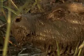 水牛陷泥沼，鬣狗群趁机将其掏肛取肠活吃，水牛表情让人不忍直视图片