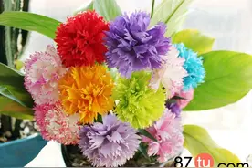 超逼真不同颜色的康乃馨制作图解教程图片