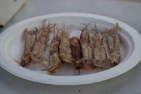 浙大海洋学科这么玩：一场皮皮虾剥壳赛 30秒钟剥6只图片