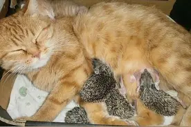 母猫搂着一群小刺猬喂奶，大家想知道它不怕被扎吗图片