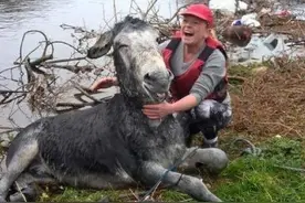 从洪水中获救的驴子露齿大笑表示感谢！在场的人都笑弯了腰图片