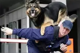 趣说狗历史|德牧：战场上的冲锋战士，一只狗顶6个人图片