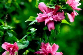 木槿的栽培管理图片