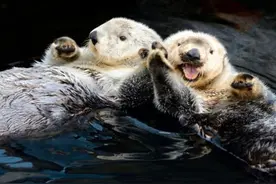 海獭国家二级保护动物，这组照片告诉你它们很友爱图片