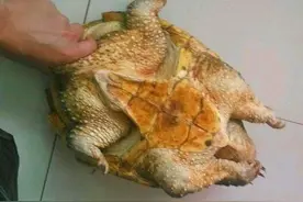 河边钓到这货，性情凶猛，把钢叉都咬坏了图片