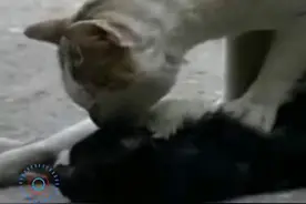 流浪猫抢救同伴一小时，心脏按摩不苏醒，猫咪哭泣的场景让人心碎图片