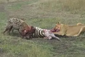 狮子和鬣狗一起开膛啃食斑马，宿敌如此和谐，真是颠覆我们的认知图片