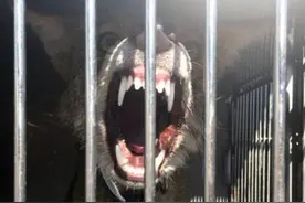 把狼当宠物还放养结果很悲剧，狼被强制安乐死主人心碎图片