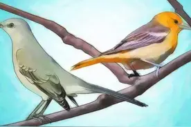 如何吸引多种鸟儿方法之提供食物法图片