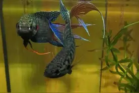 国斗美图大家赏 16.06.15图片