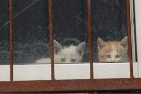 一窝小猫被困铁窗，老人帮助它们和猫妈妈团圆，结局却令人揪心！图片