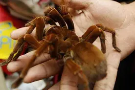 16种大型昆虫，挑战你的胆量，不信你不怕！图片