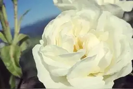 纯露和化妆水的区别图片