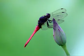 出水芙蓉 盈盈欲滴图片