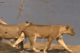 ​狮子逼近，河里都是河马和鳄鱼，鳄鱼疯狂追捕，小羚羊九死一生图片