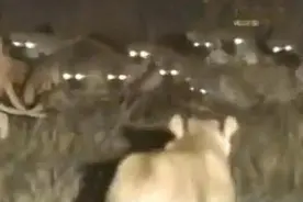 鬣狗群抢雌狮猎物，雄狮一出马，鬣狗吓得屁滚尿流，结局这么惨图片