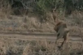 雄狮想偷猎小象，大象一挥鼻子，雄狮吓得像狗一样逃窜，丢狮脸！图片