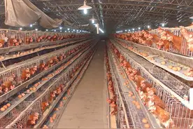 蛋鸡鸡舍设计和养鸡设备与用具图片