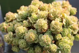 自制的奇葩花盆！如此逗比的想象只有玩多肉的人才能做到图片