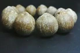 珍贵紫金鼠，别处都没有的紫金鼠的大全图片