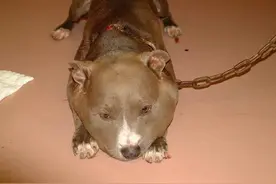 狗被拴5斤铁链导致脖子腐烂头部肿胀，可怜它自己又解不开链条图片