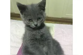 猫咪想吃蛋糕，主人不给吃，最后猫咪的反应好搞笑！图片