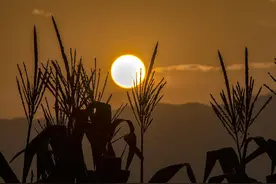 我们老家玉米地里看朝阳，是不是很美图片