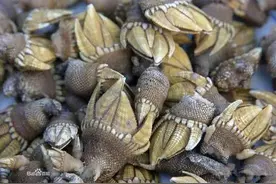 史上最全海鲜大全，以后不怕不懂海鲜！图片