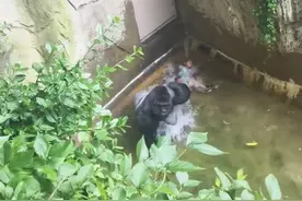 小男孩意外掉到了猩猩的巢里！接下来发生的事让人始料未及！图片