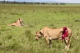 母狮子因保护幼崽而身受重伤 之后他们做的事更感人图片