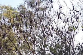 男子爬山发现一棵奇怪的树，靠近一看被诡异的景象吓得拔腿就跑！图片