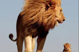 父亲节，源于一个孝顺女儿的提议图片