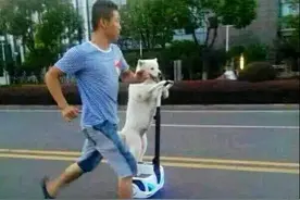 路上遇到一只萨摩耶会使用高科技 而且还在遛铲屎官图片