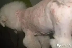 狗狗痤疮疾病如何预防？让很多养宠人士头疼不已！图片