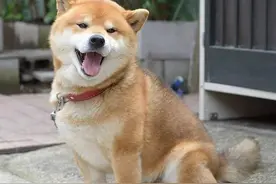 遇尴尬期变丑的汪星人们，终成一代表情包大师！图片