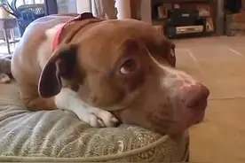 比特犬冲出来和2条狼搏斗救猫，狗不许自己的伙伴被伤害图片