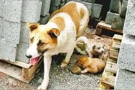 小猫身上被铁钩穿刺，猫头鹰报恩四年，太感动了！图片